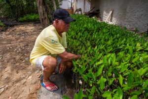 Barranquilla: siembra de manglar en la Ciénaga de Mallorquín - Barranquilla - Colombia