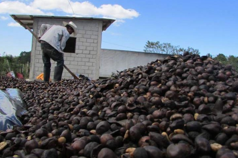 Caficultores aseguran que atraviesan situación "muy difícil" porque precio de venta del café no cubre costos de producción