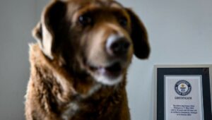 Conoce al perro Bobi, el más longevo del mundo que celebró su cumpleaños 31