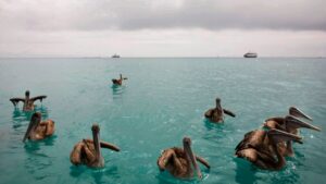 Ecuador compra deuda para conservación en Galápagos
