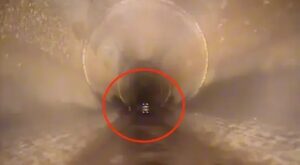 Filmaron en un alcantarillado de Florida una criatura que no esperaban ver (VIDEO)