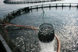 La FAO apuesta por la acuicultura para la seguridad alimentaria
