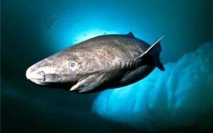 La asombrosa longevidad del tiburón de Groenlandia