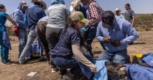 Los veterinarios que atienden a los caballos del campo mexicano