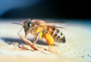 Un enjambre de abejas africanas mata a cuatro personas tras un accidente de autobús