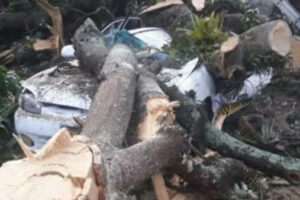 tres vehículos fueron aplastados por árboles en Mérida (+Fotos +Videos)