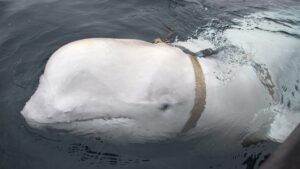 Así es la supuesta ballena espía rusa que ha aparecido en aguas de Noruega y Suecia