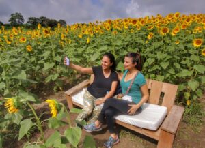 Atlántico: cultivos de girasoles impulsan turismo en municipios - Barranquilla - Colombia