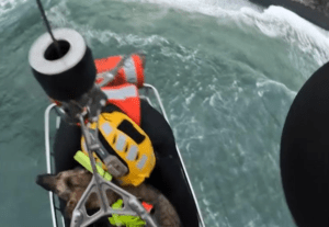 "Buscando a Dory": así fue el conmovedor rescate de una perrita que cayó por un acantilado (VIDEO)