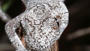 Descubren una nueva especie de lagarto en Australia