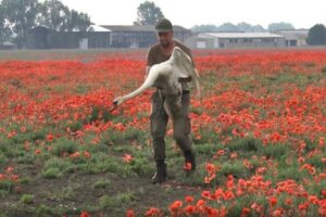 El curioso caso de un grupo de cisnes que terminaron adictos a las amapolas en un campo de Eslovaquia (+Video)