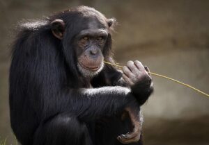 El gesto de asombro de Vanilla, la chimpancé que ve el cielo por primera vez en 28 años
