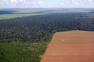El nuevo reglamento de la UE contra comercio de productos provenientes de la deforestación