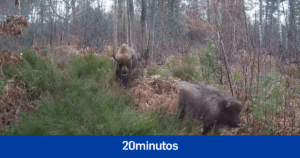 Esta iniciativa busca potenciar el bienestar del bisonte salvaje y facilitar que pueda estar en su hábitat natural