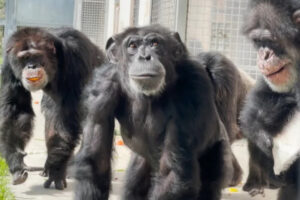 La conmovedora reacción de una chimpancé tras salir por primera vez al aire libre en 28 años