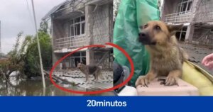La dramática operación de rescate en Ucrania para salvar la vida de cientos de animales