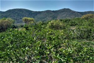 La fiebre del limón en Veracruz o el impacto de un monocultivo en México