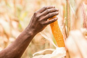 México decidido a defender ante EEUU la prohibición de maíz transgénico