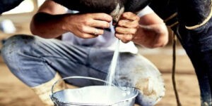 Productores paralizan distribución de leche por bajos precios en Barinas