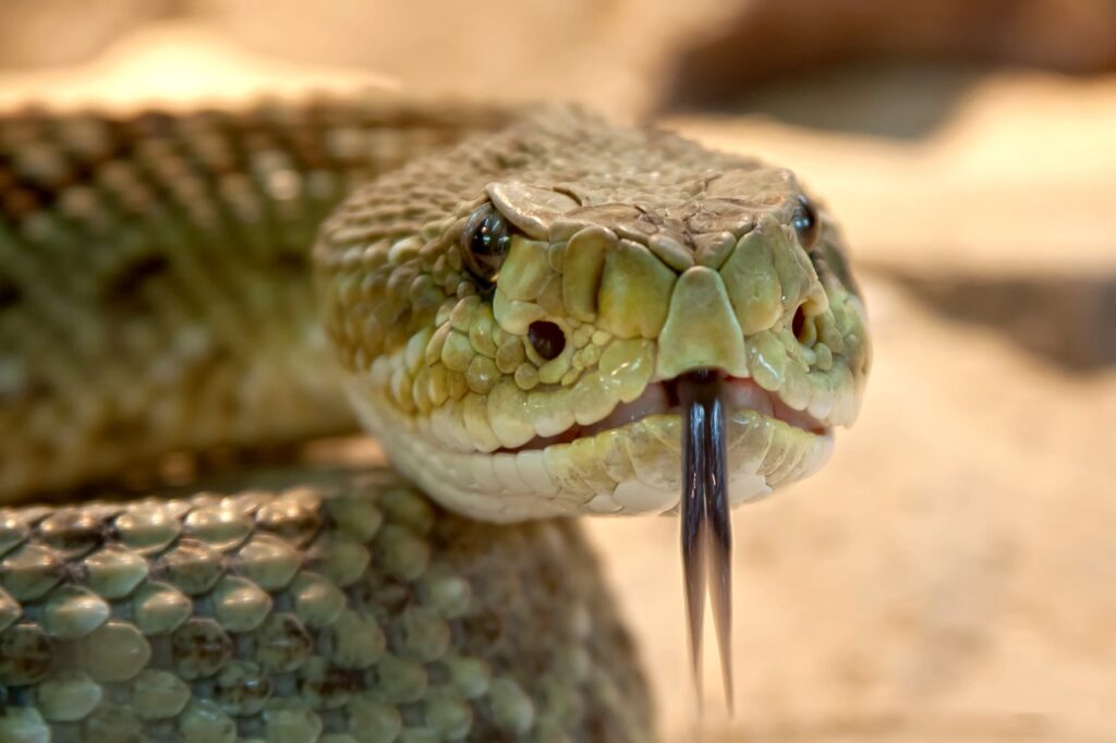Se publica la primera guía de la OMS sobre tratamientos para mordeduras de serpientes