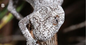 Un geco con 'ojos psicodélicos', nueva especie descubierta en Australia