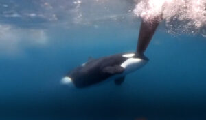Un grupo de orcas ataca a dos embarcaciones en la Ocean Race: "Fue un momento aterrador"
