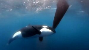 Un grupo de orcas han ’atacado’ a dos embarcaciones de la flota de The Ocean Race