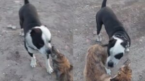Un perro le ladraba, él se le acercó y tomó una drástica decisión que conmovió a todos (VIDEO)