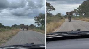 Una familia temió por su vida en un safari... elefante los persiguió durante diez minutos (VIDEO)