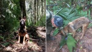 Wilson: indígenas dicen que el perro perdido fue intercambiado con espíritus - Otras Ciudades - Colombia