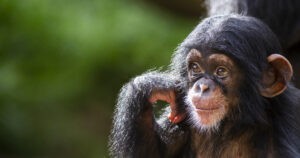 ¿Por qué las crías de chimpancés parecen tan 'humanas'?