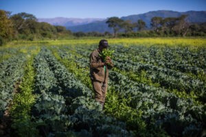 ¿Puede Sudamérica reducir el uso de agroquímicos en la agricultura?