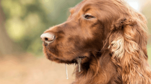 ¿Qué enfermedad transmite la saliva de los perros?