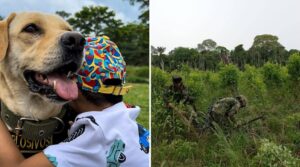 Ada, la perrita que perdió la vista en erradicación y ahora es asistente emocional - Otras Ciudades - Colombia