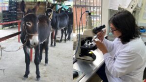 Así buscan salvar a los burros criollos de su extinción en una universidad de Medellín - Medellín - Colombia