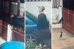Cámara registra cómo tres pequeños perros evitaron el robo de una vivienda en Zulia (+Video)