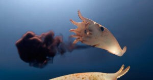 Descubren un calamar vampiro del Jurásico cuyos órganos brillaban