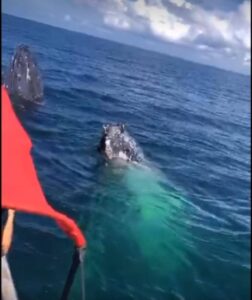 Dos ballenas gigantescas a menos de 50 metros de un bogotano en Tumaco - Otras Ciudades - Colombia