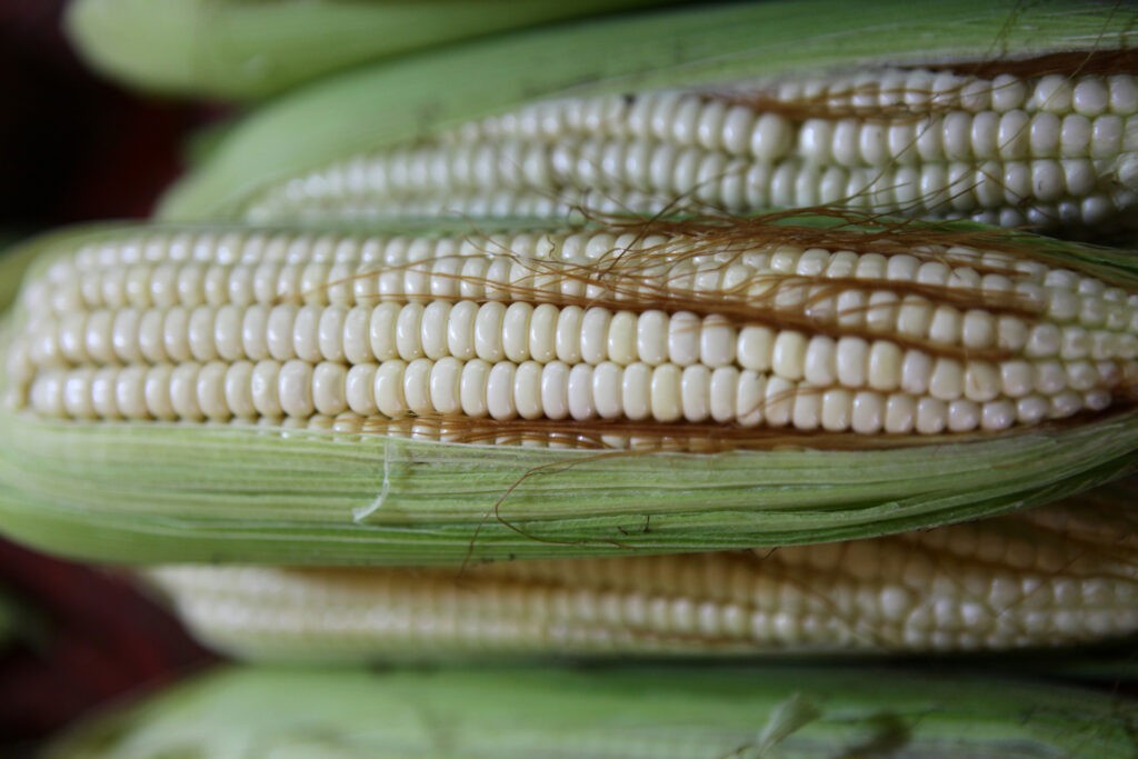 EE.UU. pide a México retrasar prohibición del maíz transgénico para consumo humano