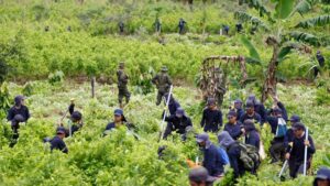 EEUU suspende monitoreo satelital de cultivos de coca en Colombia
