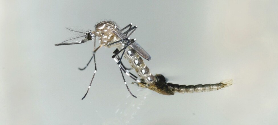 El dengue avanza amenazante por América Latina