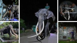Elefante repatriado a Tailandia desde Sri Lanka tras sufrir malos cuidados