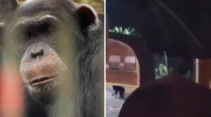 En video captan el momento exacto de la muerte del chimpancé Pancho en Pereira - Otras Ciudades - Colombia