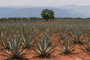 Industria tequilera en México certifica agaves para evitar impacto ambiental