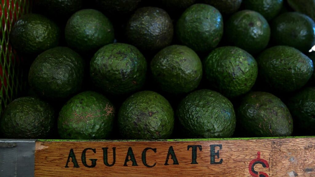 US buys 86 percent of the Mexican avocado export market