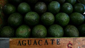 US buys 86 percent of the Mexican avocado export market