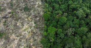 La deforestación en la Amazonía brasileña cayó un 33,6 % en el primer semestre del año