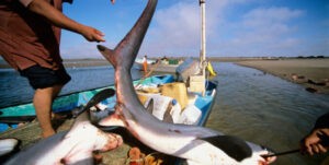Lo capturan por pesca ilícita de tiburones en Nueva Esparta