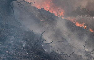 Los incendios en Italia arrasan más de 50.000 hectáreas desde principios de año