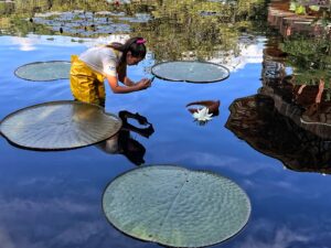 Milagro en el agua: floreció la planta acuática más grande en Cali - Cali - Colombia